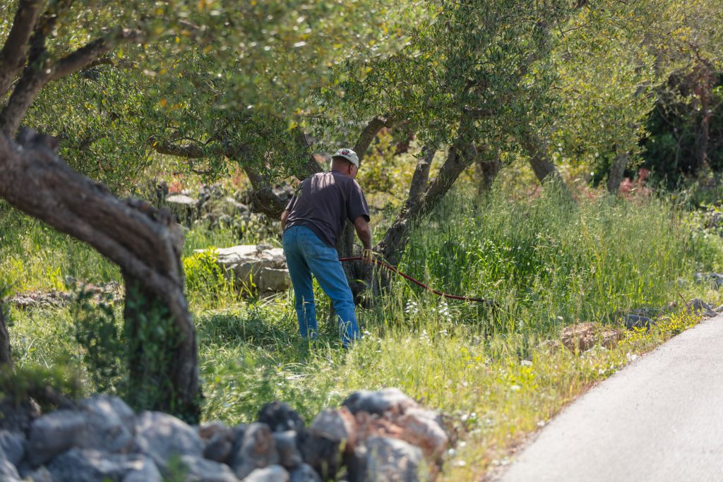 Learning about Hvar’s flora with a “walking encyclopedia”, or a man who has been using medicinal herbs for more than half a century to help his neighbors and islanders in preventing various physical discomforts is big honor.