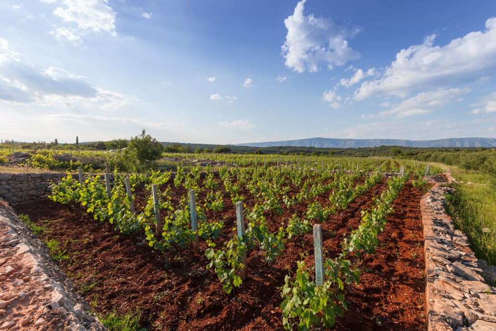 Kada su jonski Grci iz Parosa u 4. stoljeću prije Krista naselili ove prostore, starogradsko polje je zadobilo današnji izgled. Izvorna poljoprivredna aktivnost plodne ravnice je bila već tada usredotočena na proizvodnju vina i maslinovog ulja, te je održana do danas. Drevni suhozidi  svjedoče o staro-grčkom geometrijskom sustavu podjele zemljišta koji je ostao praktički netaknut tijekom 24 stoljeća.